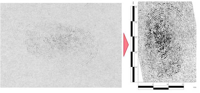 Photo of treated fingerprint enhanced with rotation, curves, local contrast, lighting with added digital scale. image