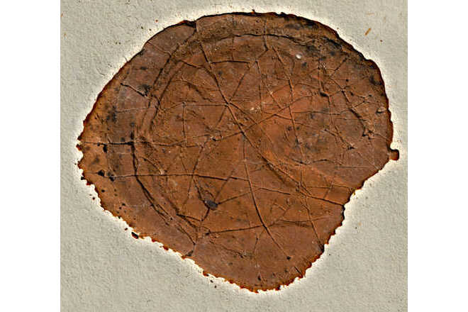 Seal - 3D image with texture image